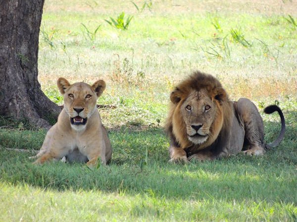 Où participer à un safari pour observer les lions dans le parc national du Serengeti, Tanzanie?
